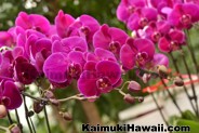 Craft Fairs, Art Exhibits & Plant Shows - Kaimuki - Honolulu, Hawaii