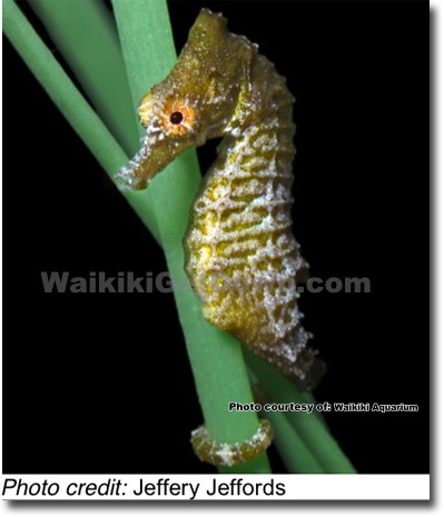 waikiki-aquarium-to-launch-syngnathid-exhibit-featuring-seahorses-seadragons-and-pipefishes-6.jpg