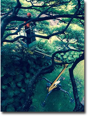 oahu-tree-works-arborist-jonathan-perry-tree-pruning-coupon-discount-444.jpg